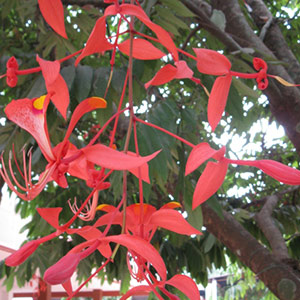Healing Cancer With Nature