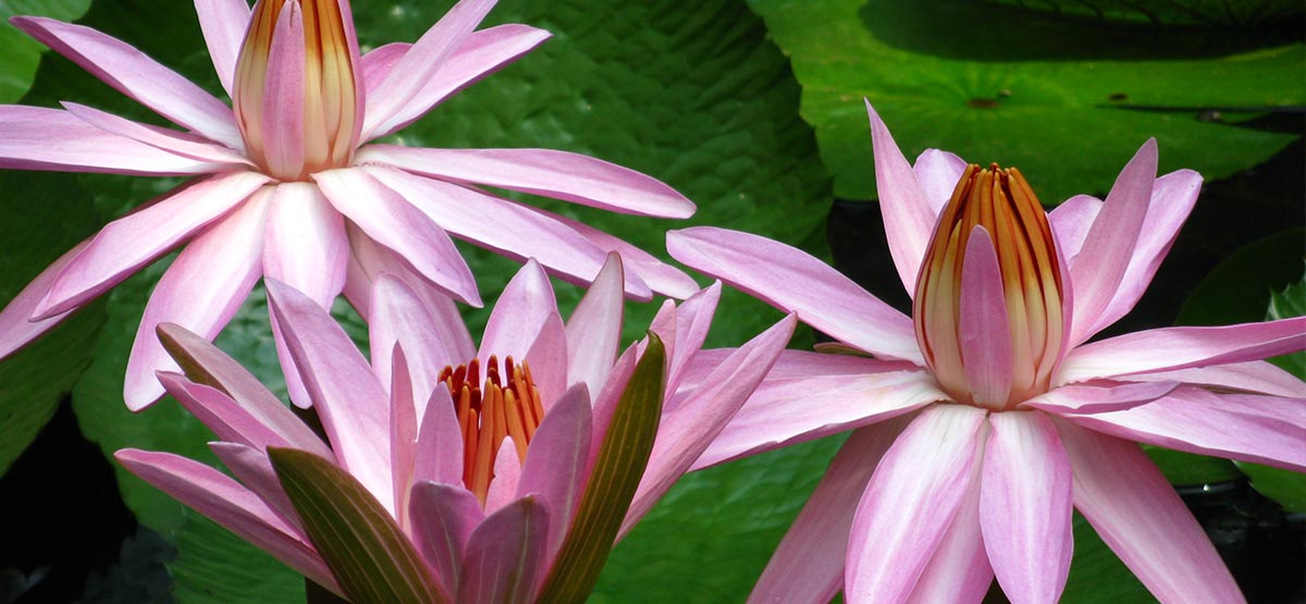 slider-image4